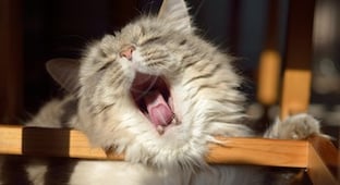 Cat-bad-breath.jpg Cat-bad-breath.jpg