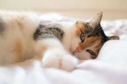 cat laying in bed