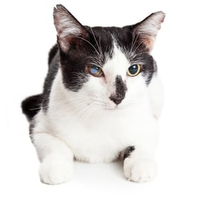 Cat-cataract.jpg