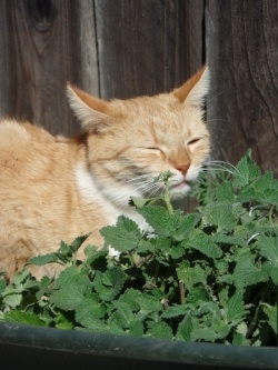 cat with catnip plant