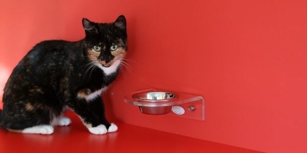 cat drinking from wall mounted water bowl