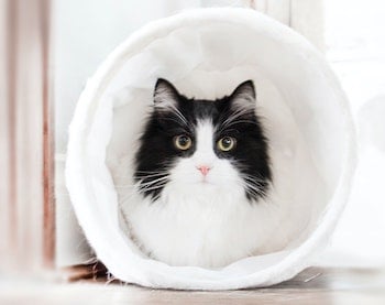 cat-hairball cat-hairball