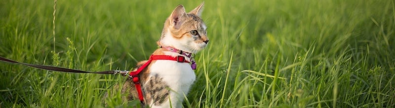 cat wearing harness in grass