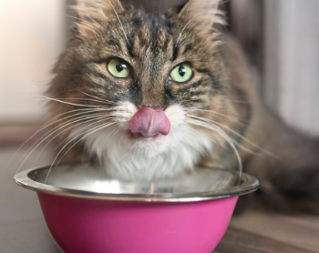 Cat-loss-appetite-shutter