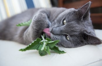 Cat-loving-catnip.jpg Cat-loving-catnip.jpg