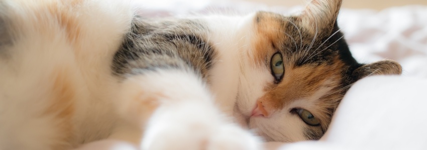 are cranberries toxic to cats
