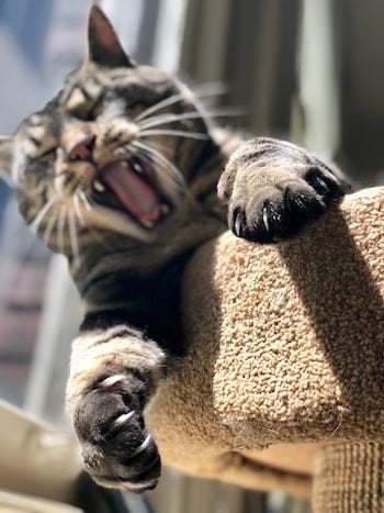 how to get cat to stop scratching bed