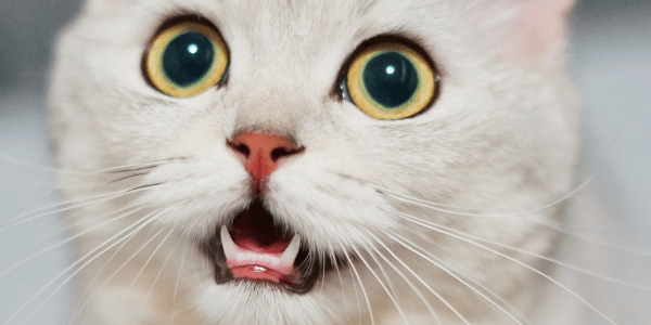 Tooth Root Abscess – My Cat's Face Is Swollen | Preventive Vet