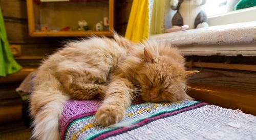 Cat sleeping on windowsill.jpg