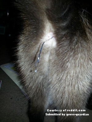 Cat-string-butt-tinsel.jpg