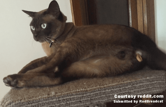 Cat-swallowed-rubber-band-got-stuck