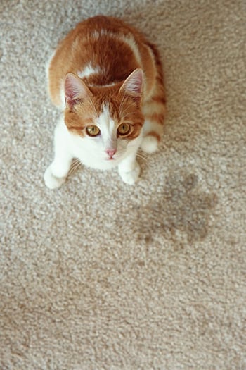 cat urine on carpet