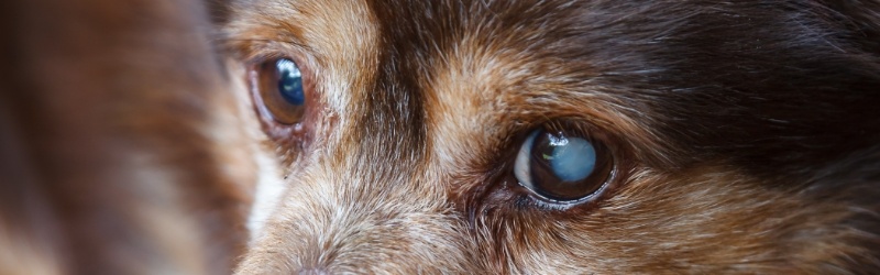 Cataract-Dog-Cloudy-Eyes