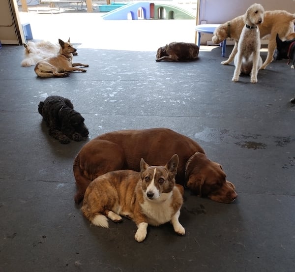 Cathys dog Sookie resting with her daycare buddy Wilson the Lab