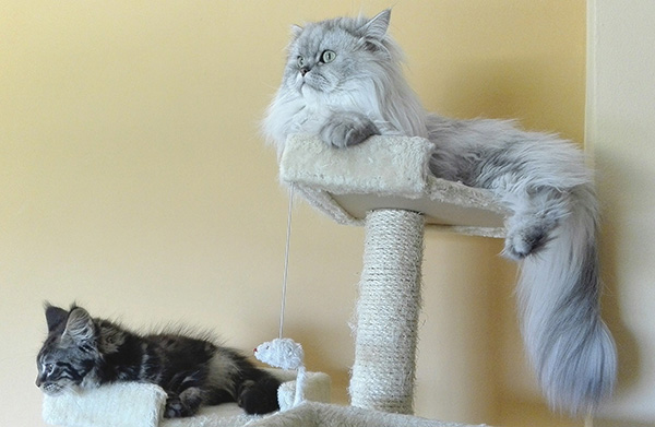 Cats On Cat Stand Scratching Posts