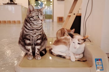 Cats on Warmer Cats on Warmer