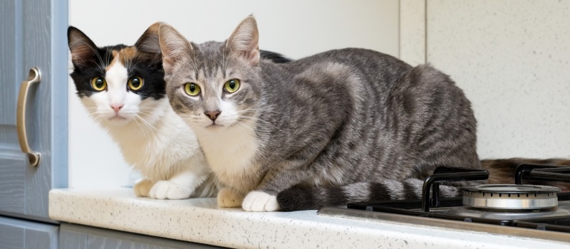 Cats lying on the counter by the kitchen stove