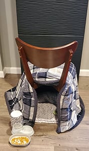Chair hiding spot for foster cat