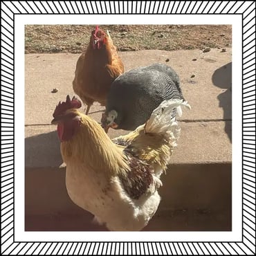 Chickens