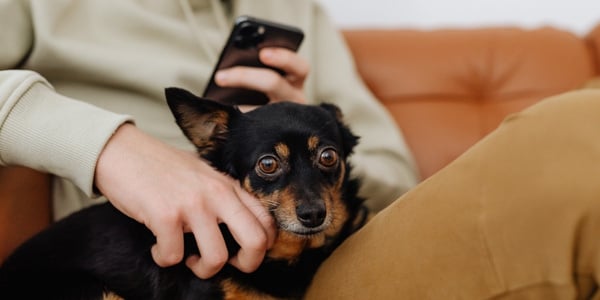 Chihuahua dog with handling sensitivity