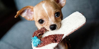 dogs need mental stimulation as well as physical