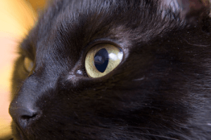 Close up of black cat eyes showing partial dilation of pupils