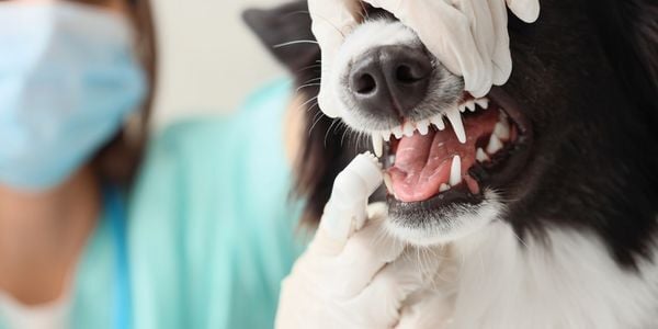 Close up of dog teeth