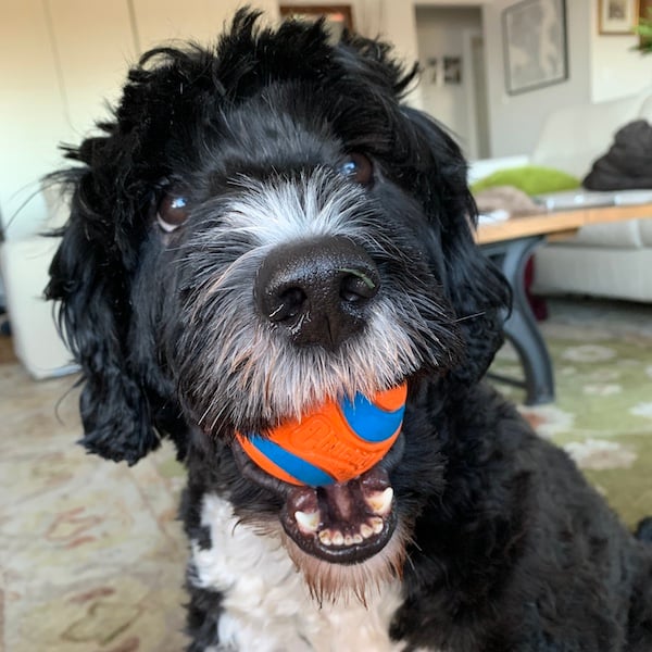 Clover holding an orange chuck it ball in her mouth