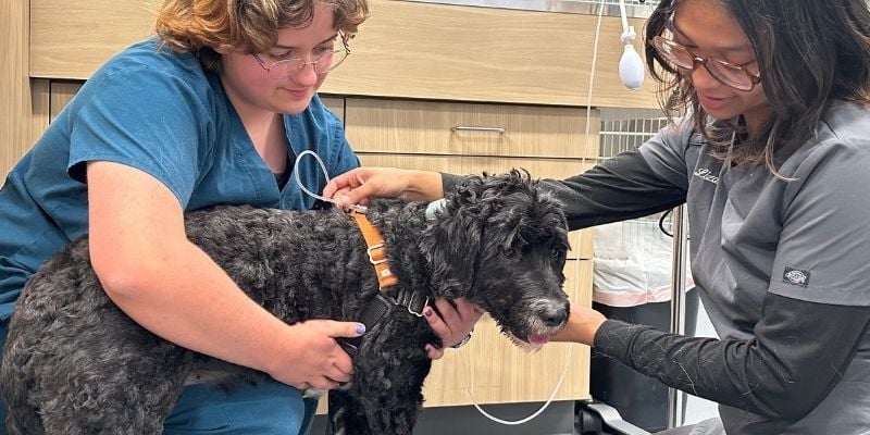 Clover-getting-IV-fluids