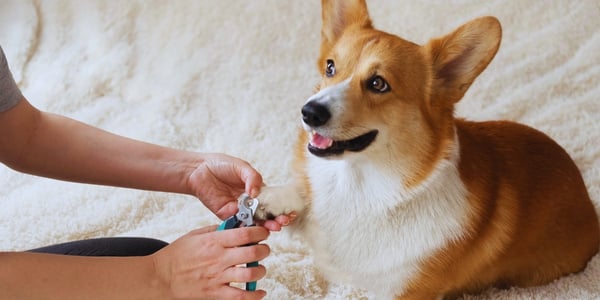 Corgi getting nails trimmed 