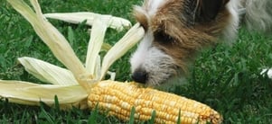 Corn-cob-obstruction-landing