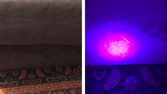 Couch dog pee splatter under blacklight