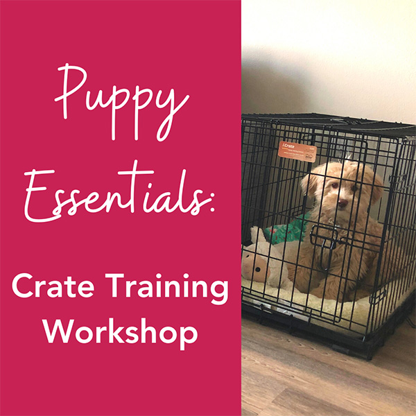 Puppy Essentials Crate Training Workshop
