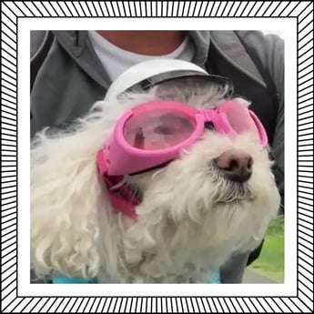 Cutie Daisy in Goggles