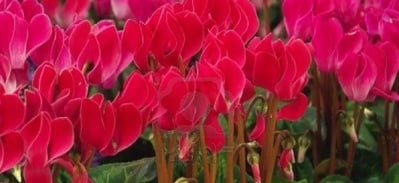 Cyclamen