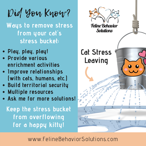 Cat Stress Bucket Out