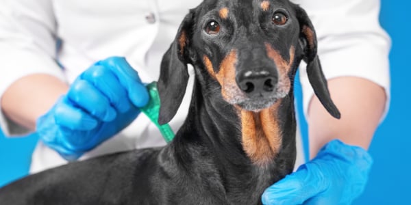 Dachshund dog getting topical flea medications