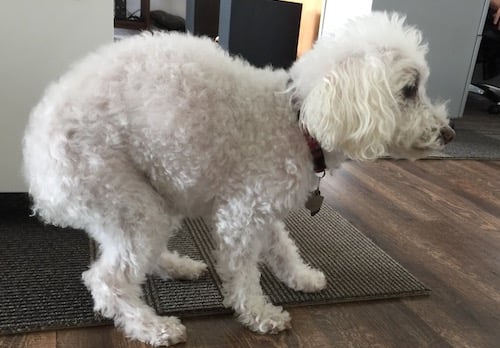 Dog hunched over example of pancreatitis symptom