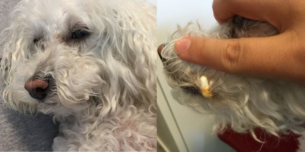 Daisy toy poodle hiding a pill