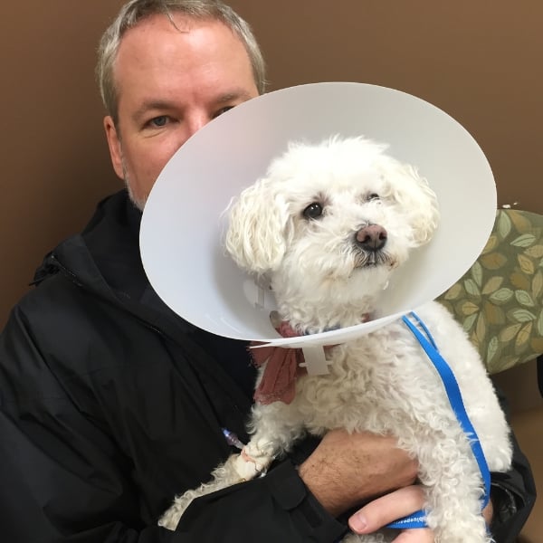 Daisy wearing a cone with IV tubes in her leg