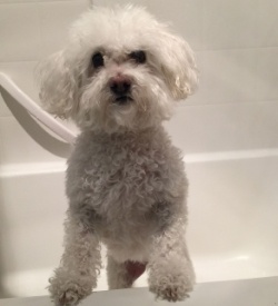Daisy dog before a bath
