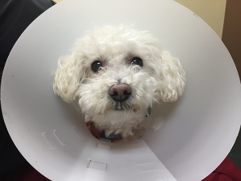 Dog wearing cone e-collar