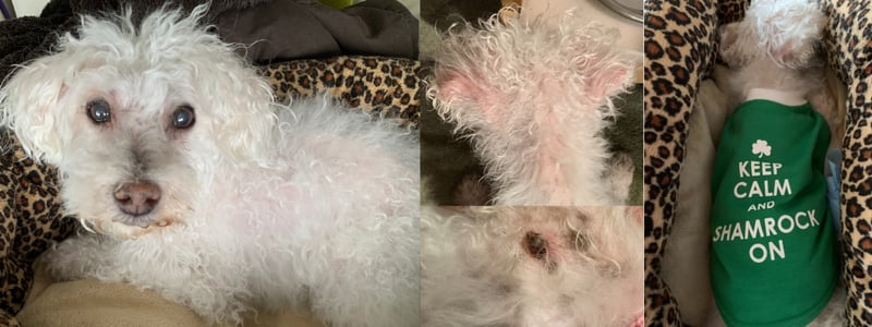 Daisy-cushings-PV