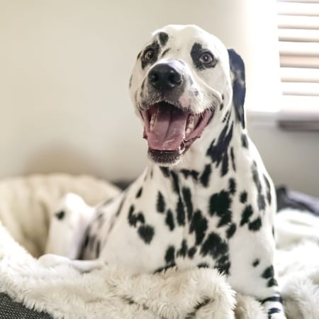 Dalmatian dog lying on a dog bed