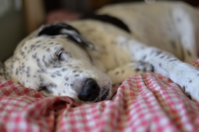 Dalmatian dog sleeping after dental procedure