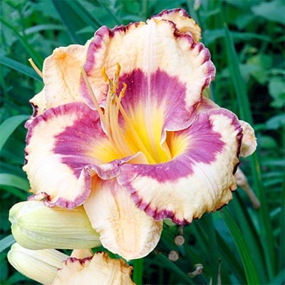 Daylilies 2