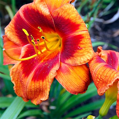 Are orange daylilies poisonous to dogs cheap