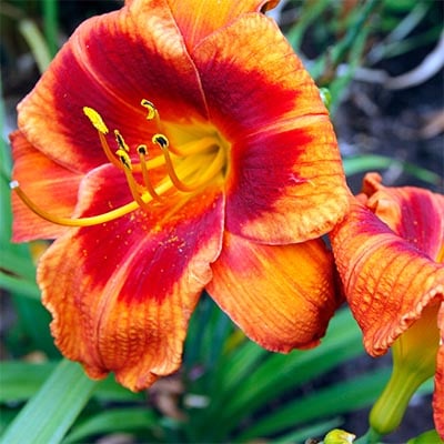 Daylilies