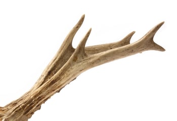 Deer Antler Chew deer antlers are not good chews for dogs