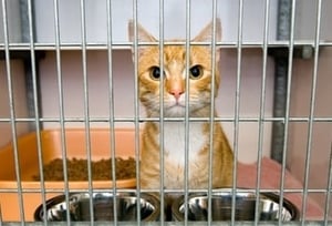 Cat in Large Crate